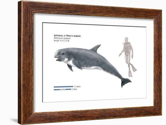 Risso's Dolphin or Grampus (Grampus Griseus), Mammals-Encyclopaedia Britannica-Framed Art Print