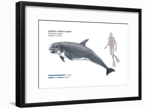 Risso's Dolphin or Grampus (Grampus Griseus), Mammals-Encyclopaedia Britannica-Framed Art Print