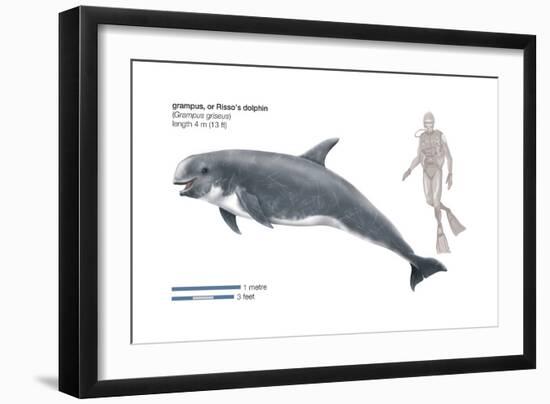 Risso's Dolphin or Grampus (Grampus Griseus), Mammals-Encyclopaedia Britannica-Framed Art Print