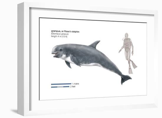 Risso's Dolphin or Grampus (Grampus Griseus), Mammals-Encyclopaedia Britannica-Framed Art Print