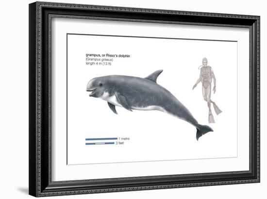 Risso's Dolphin or Grampus (Grampus Griseus), Mammals-Encyclopaedia Britannica-Framed Art Print