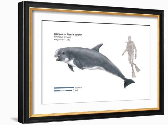 Risso's Dolphin or Grampus (Grampus Griseus), Mammals-Encyclopaedia Britannica-Framed Art Print