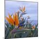 Premium Photographic Print