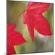 Premium Photographic Print
