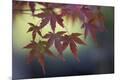 Premium Photographic Print