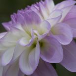 Lavender Dahlia IV-Rita Crane-Photographic Print