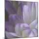 Premium Photographic Print