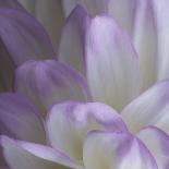 Lavender Dahlia V-Rita Crane-Photographic Print