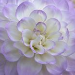 Lavender Dahlia V-Rita Crane-Photographic Print