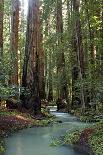 Redwood Forest II-Rita Crane-Photographic Print