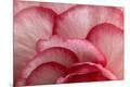 Premium Photographic Print