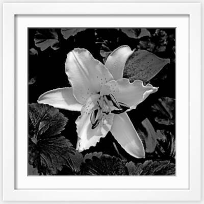 Lilies Black and White Photography Wall Art: Prints, Paintings & Posters |  Art.com