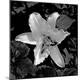 Photographic Print
