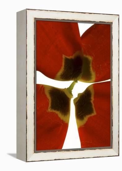 Rittenhouse Tulip I-Julia McLemore-Framed Premier Image Canvas