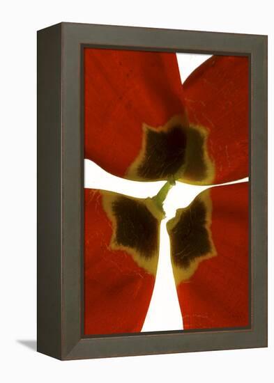 Rittenhouse Tulip I-Julia McLemore-Framed Premier Image Canvas