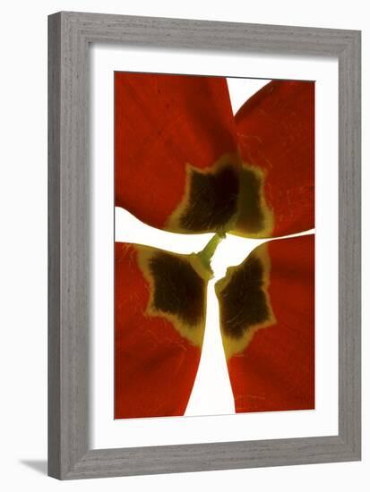 Rittenhouse Tulip I-Julia McLemore-Framed Photographic Print