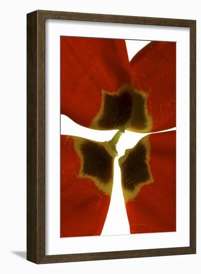 Rittenhouse Tulip I-Julia McLemore-Framed Photographic Print