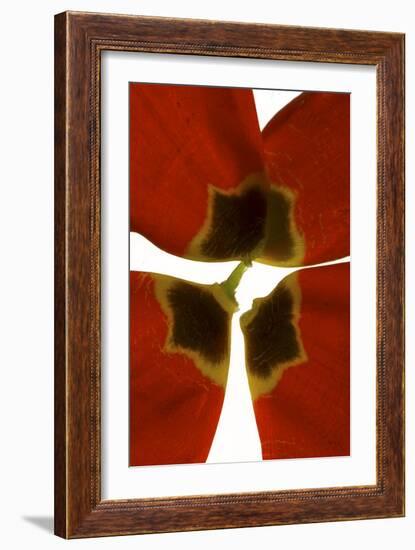 Rittenhouse Tulip I-Julia McLemore-Framed Photographic Print