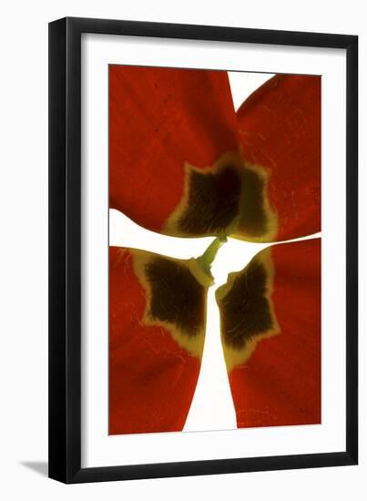 Rittenhouse Tulip I-Julia McLemore-Framed Photographic Print