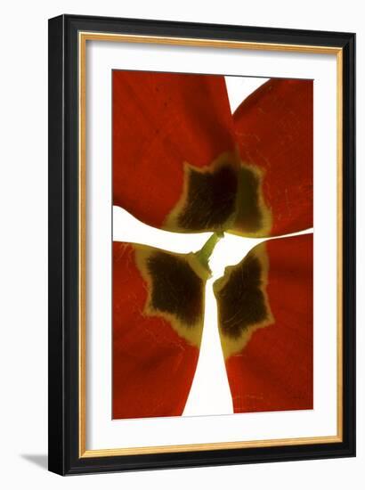 Rittenhouse Tulip I-Julia McLemore-Framed Photographic Print