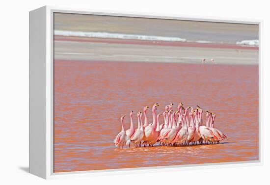 Ritual Dance of Flamingo, Wildlife, Laguna Colorada (Red Lagoon), Altiplano, Bolivia-Helen Filatova-Framed Premier Image Canvas
