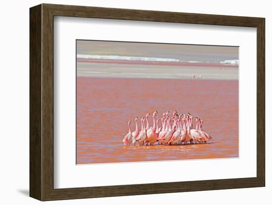 Ritual Dance of Flamingo, Wildlife, Laguna Colorada (Red Lagoon), Altiplano, Bolivia-Helen Filatova-Framed Photographic Print