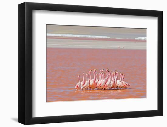 Ritual Dance of Flamingo, Wildlife, Laguna Colorada (Red Lagoon), Altiplano, Bolivia-Helen Filatova-Framed Photographic Print