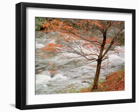 River and Autumn Leaves-null-Framed Photographic Print