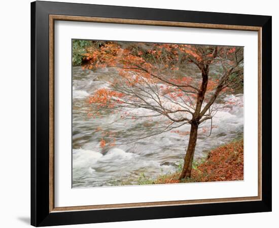 River and Autumn Leaves-null-Framed Photographic Print