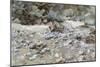 River Bed-John Singer Sargent-Mounted Giclee Print