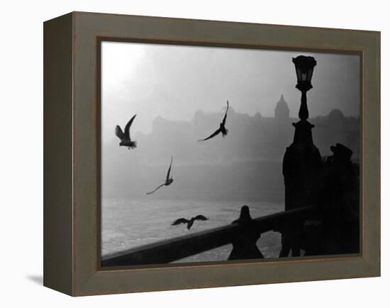 River Danube Gulls-null-Framed Premier Image Canvas