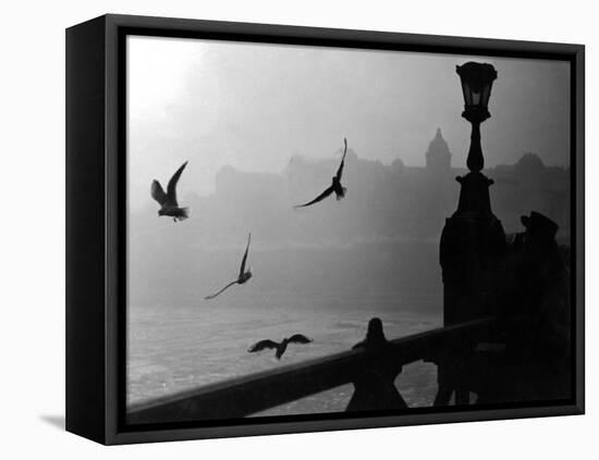 River Danube Gulls-null-Framed Premier Image Canvas