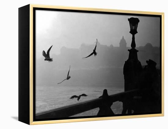 River Danube Gulls-null-Framed Premier Image Canvas