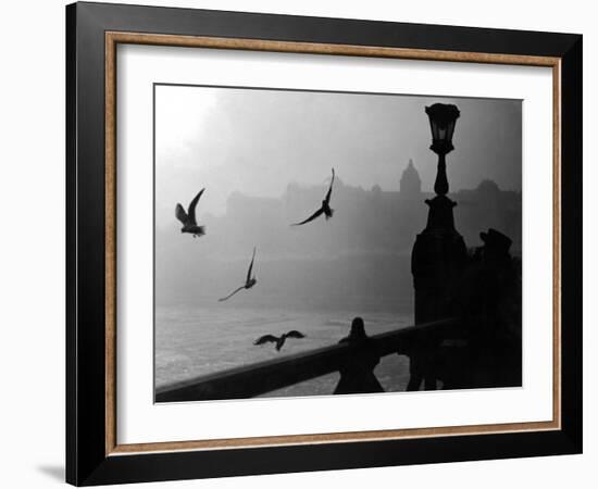 River Danube Gulls-null-Framed Photographic Print