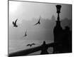 Photographic Print