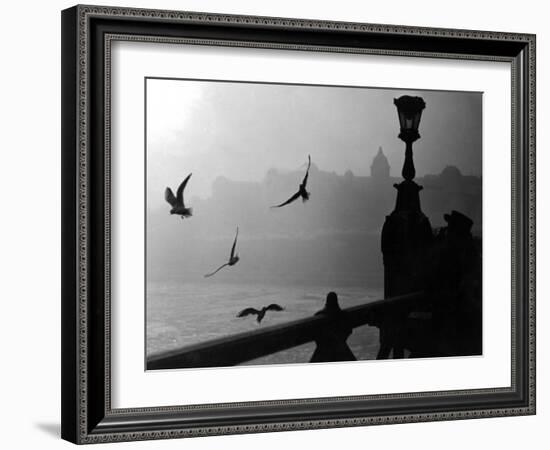 River Danube Gulls-null-Framed Photographic Print