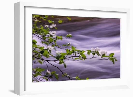 River Dogwoods, Yosemite-Vincent James-Framed Photographic Print