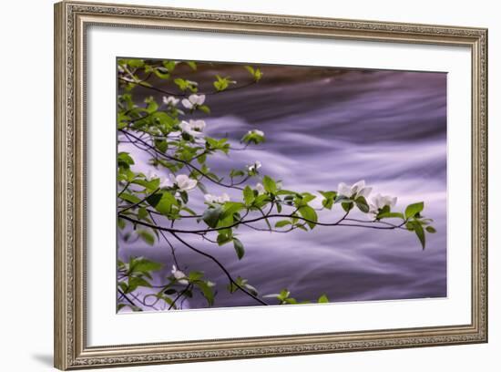 River Dogwoods, Yosemite-Vincent James-Framed Photographic Print