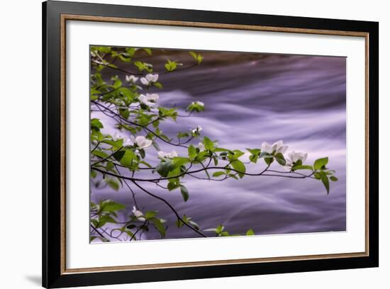 River Dogwoods, Yosemite-Vincent James-Framed Photographic Print