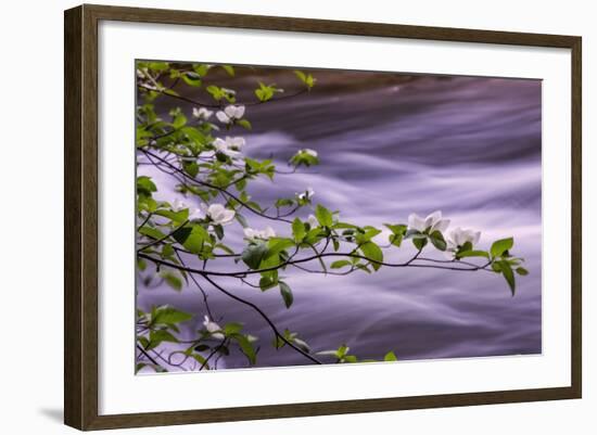 River Dogwoods, Yosemite-Vincent James-Framed Photographic Print