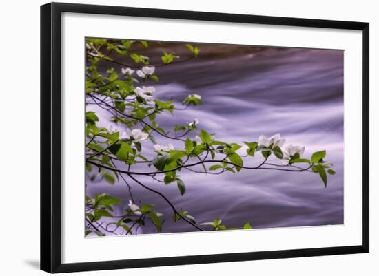 River Dogwoods, Yosemite-Vincent James-Framed Photographic Print