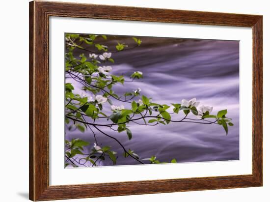 River Dogwoods, Yosemite-Vincent James-Framed Photographic Print