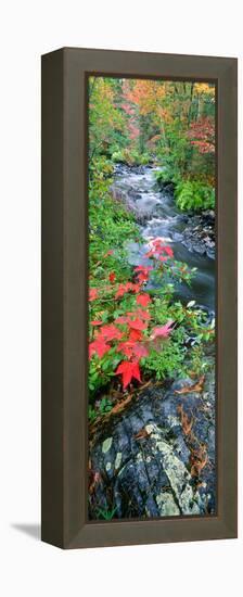 River Flowing Through a Forest, Black River, Upper Peninsula, Michigan, USA-null-Framed Premier Image Canvas