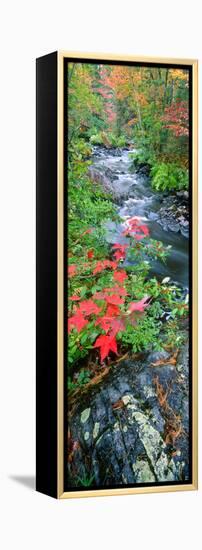 River Flowing Through a Forest, Black River, Upper Peninsula, Michigan, USA-null-Framed Premier Image Canvas