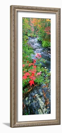 River Flowing Through a Forest, Black River, Upper Peninsula, Michigan, USA-null-Framed Premium Photographic Print