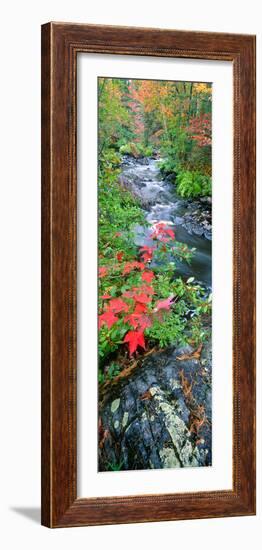 River Flowing Through a Forest, Black River, Upper Peninsula, Michigan, USA-null-Framed Photographic Print