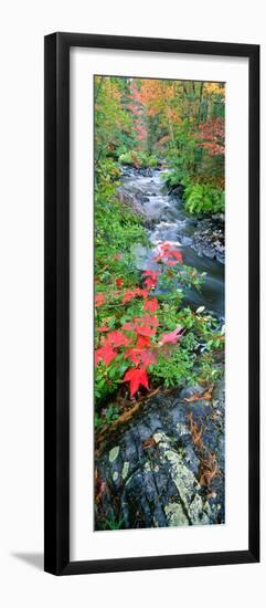 River Flowing Through a Forest, Black River, Upper Peninsula, Michigan, USA-null-Framed Photographic Print