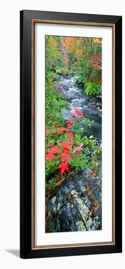 River Flowing Through a Forest, Black River, Upper Peninsula, Michigan, USA-null-Framed Photographic Print