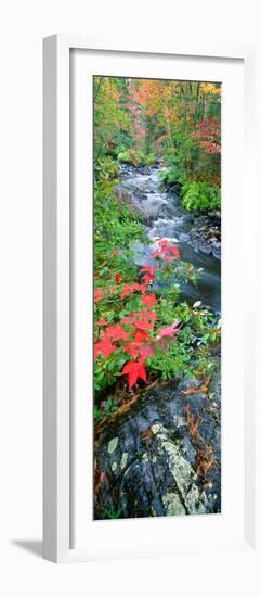 River Flowing Through a Forest, Black River, Upper Peninsula, Michigan, USA-null-Framed Photographic Print