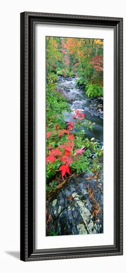 River Flowing Through a Forest, Black River, Upper Peninsula, Michigan, USA-null-Framed Photographic Print